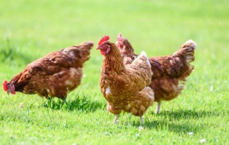 Should You Let Your Chickens Free Range? Image